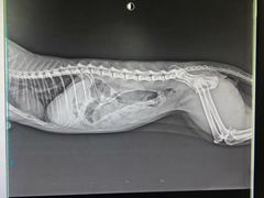 -A猫a狗全科·犬猫异宠·芥西宠物医院(南开总院)