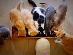 -猫咖时代(中山亭店)