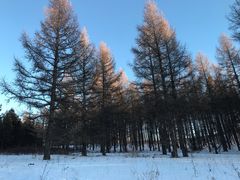 -塞罕坝国家级自然保护区