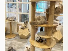 -楼上猫咖(罗湖店)