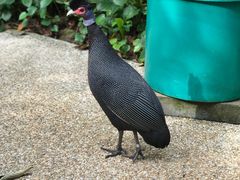 -新加坡飞禽公园
