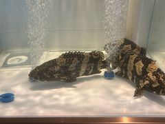 -牛村来人潮汕牛肉火锅(西单店)