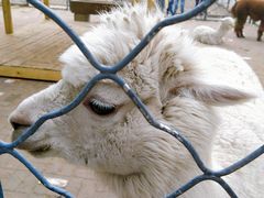 -长白岛森林公园