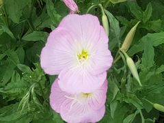 -贵阳市花溪国家城市湿地公园