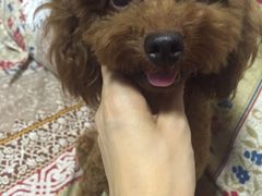 -爱宠屋pet shop·宠物洗澡·宠物美容