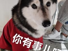 -Husky Go! 哈士奇体验馆·宠物咖啡厅狗咖