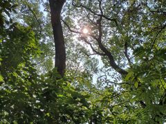 -上海佘山国家森林公园天马山园