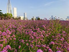 -深圳湾公园(南山区)