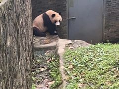 -中国大熊猫保护研究中心雅安碧峰峡基地