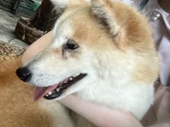 -柴犬高等学院·狗咖·柴犬售卖·宠物训练