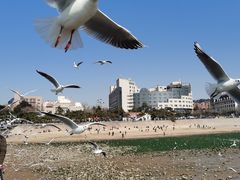 -九龙餐厅(大沽路店)