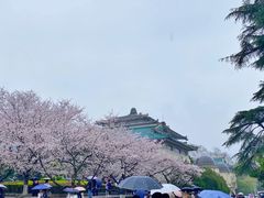 -武汉大学-樱园