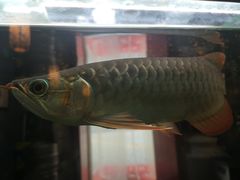 -臻馆小龙虾