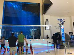 -迪拜水族馆及水下动物园