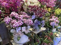 -溪岸路花鸟市场