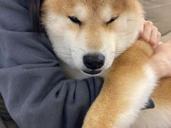 -豆柴町-柴犬主题狗咖(红鼎国际C座店)