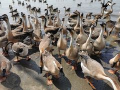 -明珠湖天鹅苑·农家菜馆