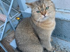 -喵屿·大理花园猫咖