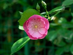 -上海吴淞炮台湾国家湿地公园