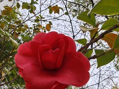 -十二道丰味·徐州土菜·烧烤(何山路店)