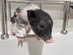 -怪兽屋·羊驼·猫咖·狗咖(俊华广场店)