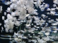 -太平洋海底世界