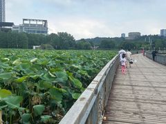 -月湖风景区
