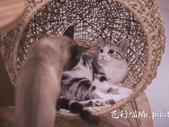 -飞行喵MR PILOT|猫舍·猫咖(静安大融城店)