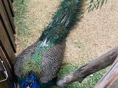 -石家庄市动物园