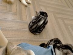 -酷豆宠物咖啡·宠物美食·撸猫馆