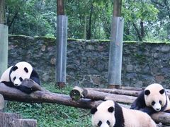 -都江堰中华大熊猫苑