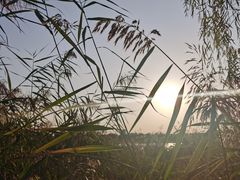 -绿堤公园