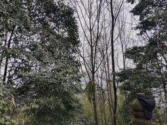 -凤栖山
