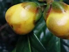 -金花茶公园