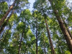 -黄海国家森林公园