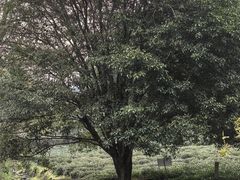 -杭州西湖风景名胜区-三生石