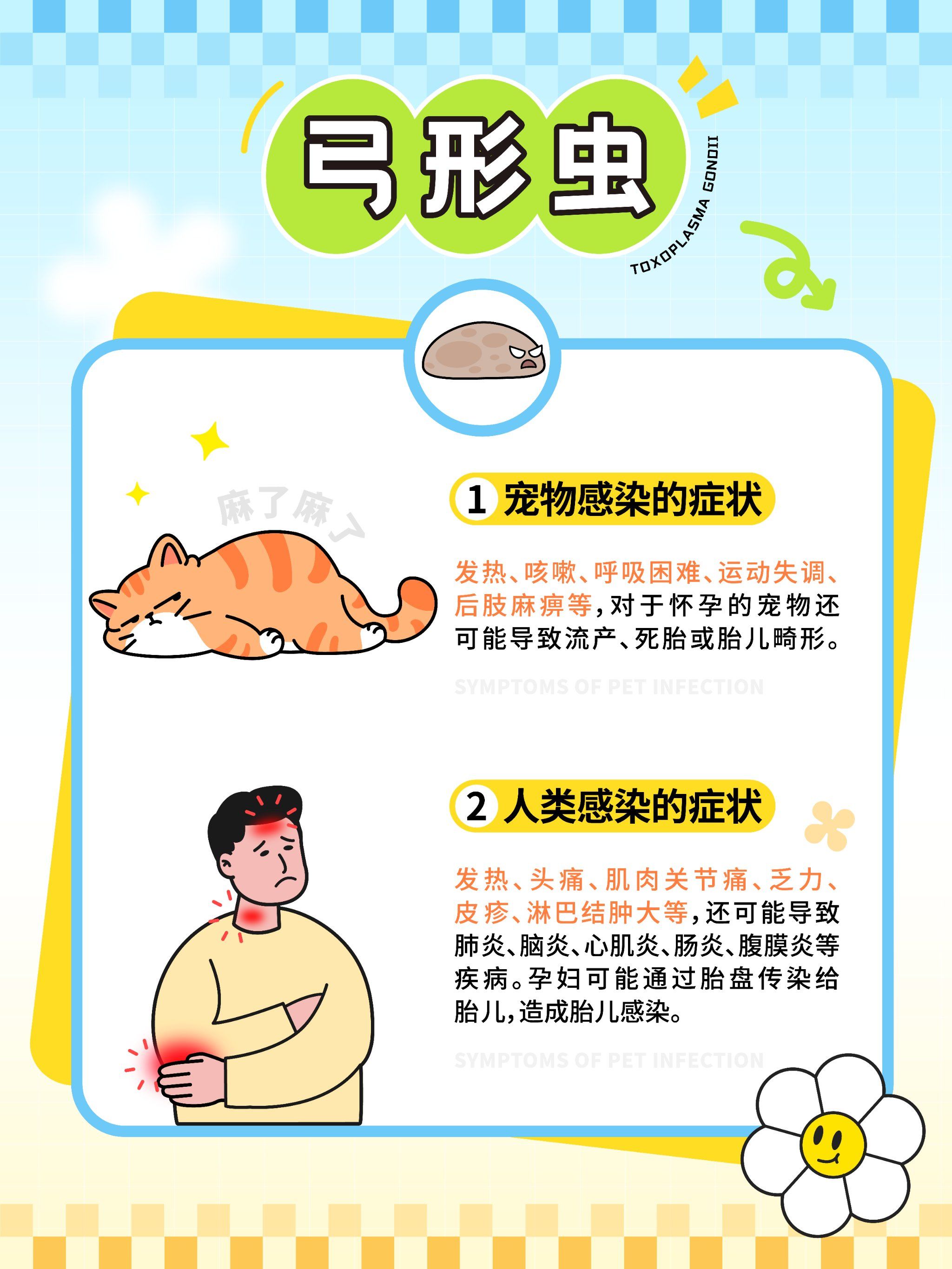 弓形虫小知识