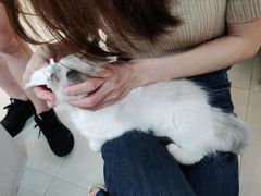 -lincat·猫舍(广州店)
