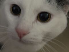 -宠颐生猫科·内科皮肤科(西平世纪城店)