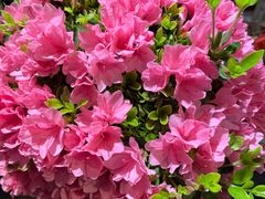 -宝鸡东道花鸟鱼虫市场(吉利花园商场店)