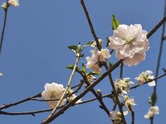 -南国桃园旅游度假区