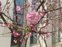 -素心斋素食餐厅