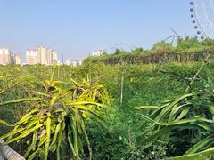 -凤岭儿童公园