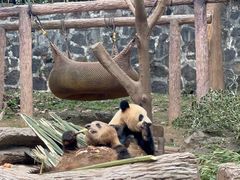-都江堰中华大熊猫苑