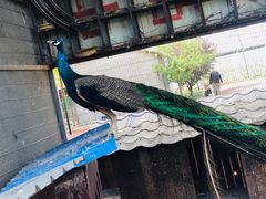 -亲兄弟真人CS团建拓展基地