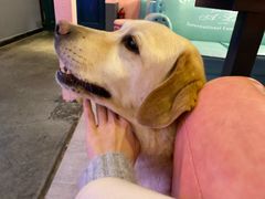 -百好乐宠物友好餐厅(朝外大街店)