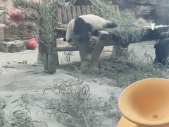 -石家庄市动物园