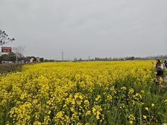 -桤木河湿地公园