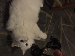Anne猫窝咖啡屋-Anne猫窝咖啡屋