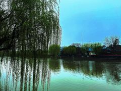 -高东镇樱花园